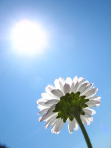 daisy-in-the-sun-1397229